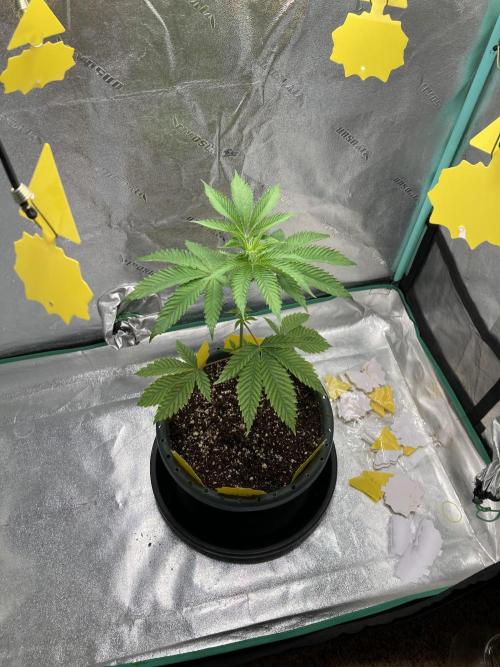 New Years Grow 2026. Week 5