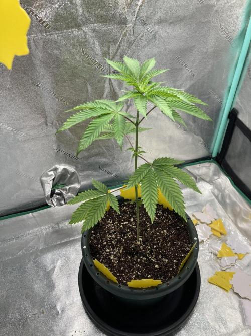 New Years Grow 2026. Week 5