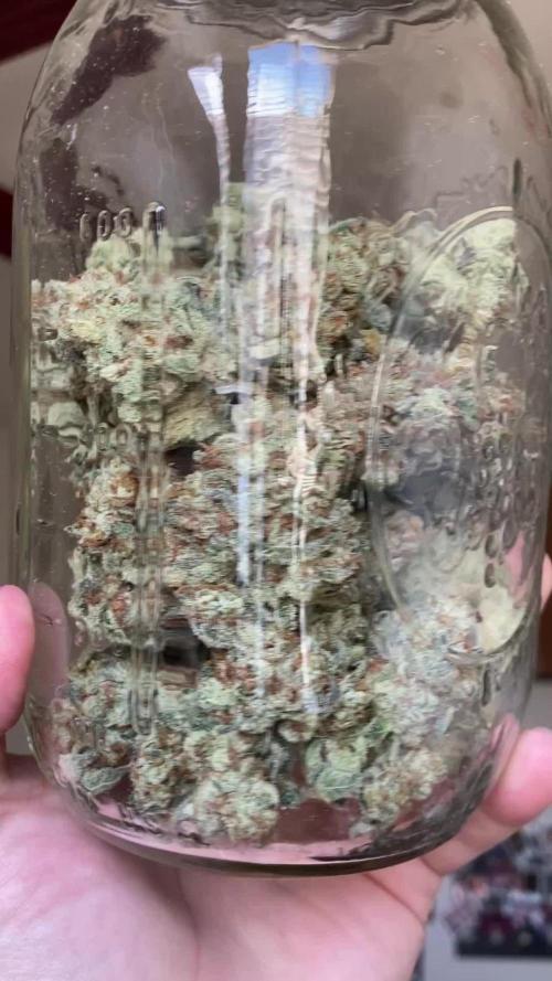 Sept Grow