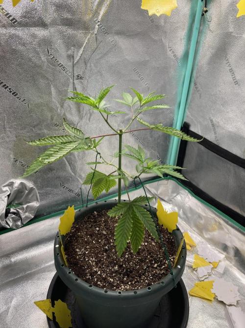 New Years Grow 2026. Week 6