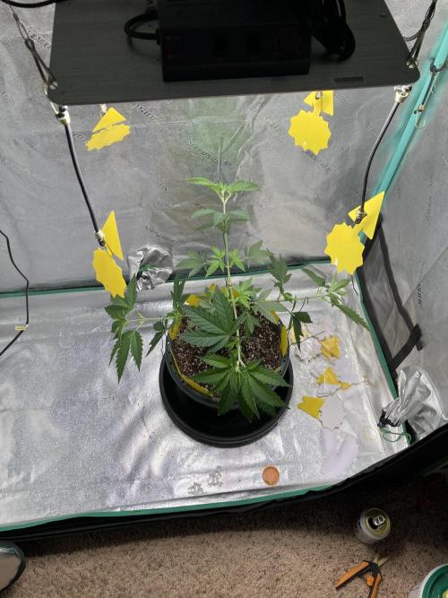 New Years Grow 2026. Week 7