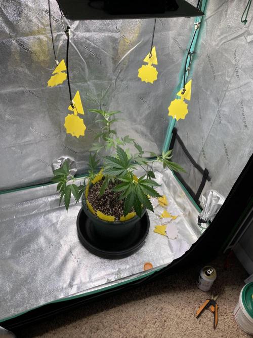 New Years Grow 2026. Week 7