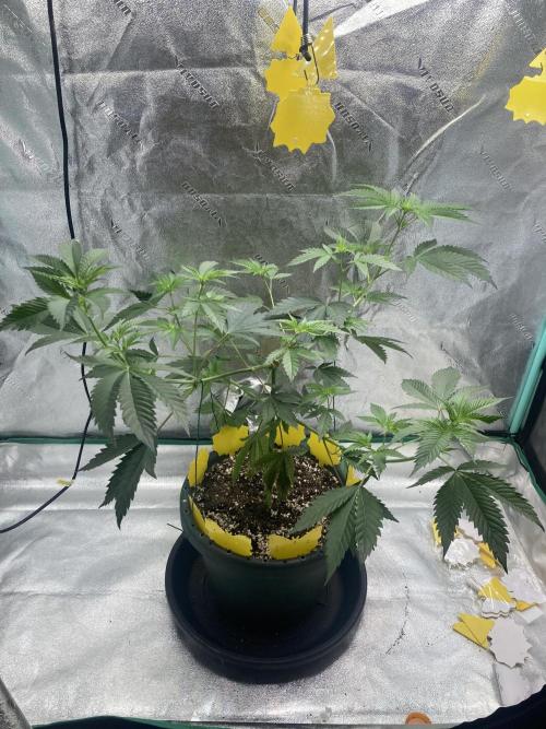New Years Grow 2026. Week 8