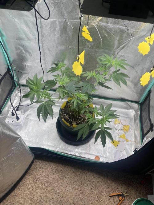 New Years Grow 2026. Week 8