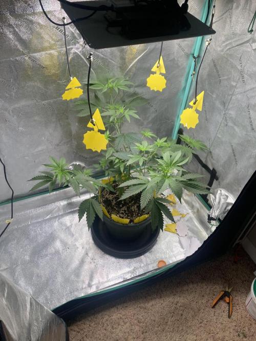 New Years Grow 2026. Week 8
