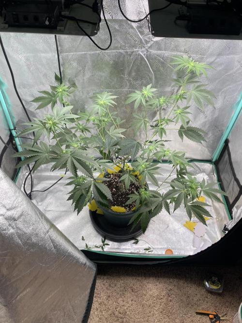 New Years Grow 2026. Week 9