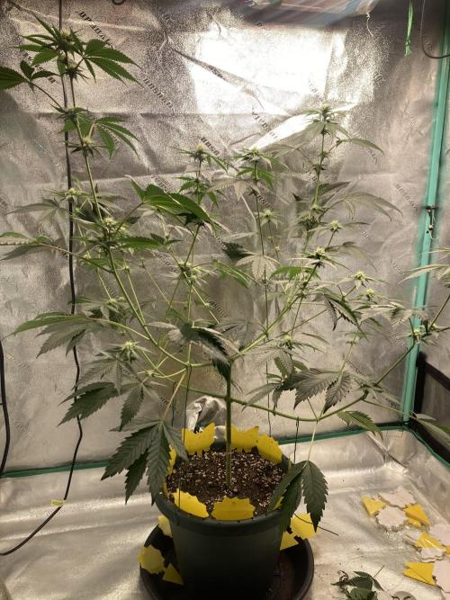New Years Grow 2026. Week 10