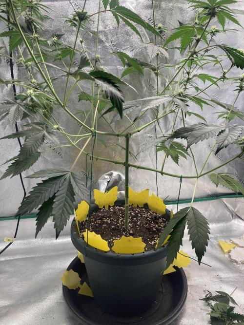 New Years Grow 2026. Week 10