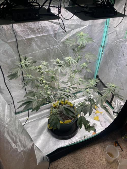 New Years Grow 2026. Week 10