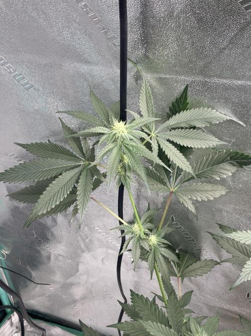 New Years Grow 2026. Week 10