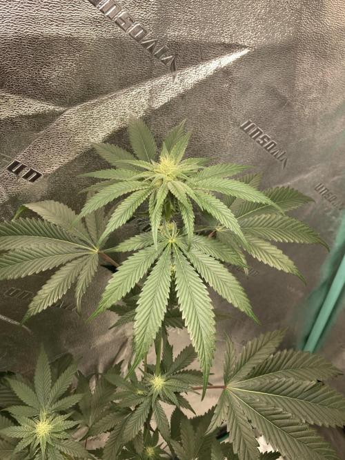 New Years Grow 2026. Week 10