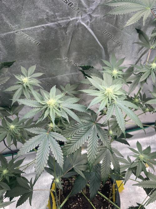 New Years Grow 2026. Week 10