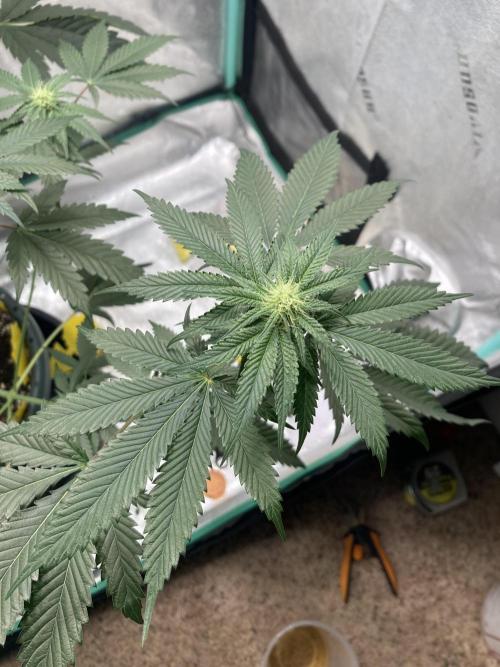 New Years Grow 2026. Week 10