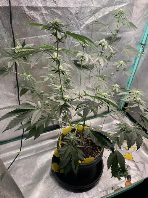 New Years Grow 2026. Week 10