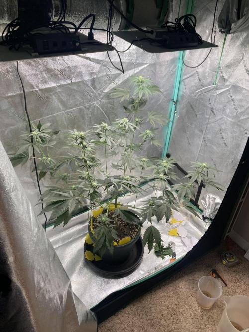 Peanut Butter Pie. Week 10
