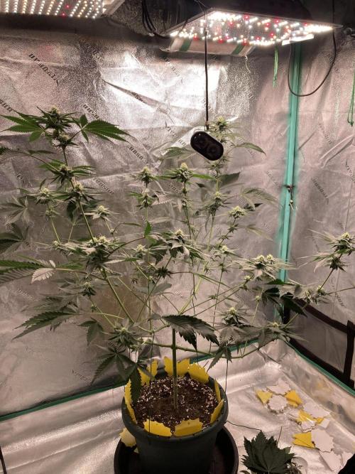 New Years Grow 2026. Week 11