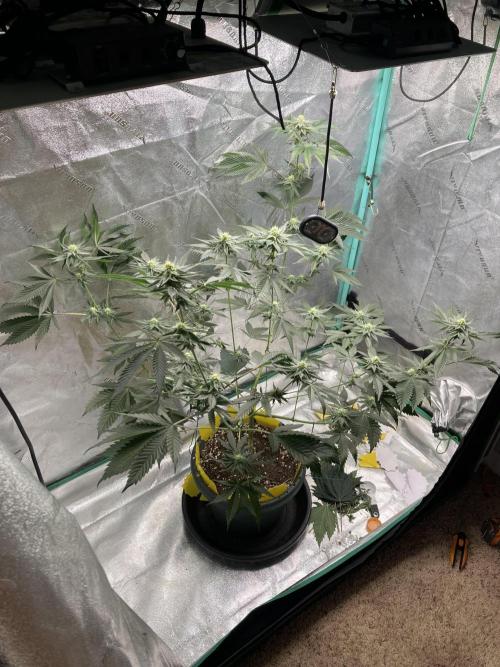 New Years Grow 2026. Week 11
