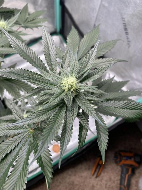 New Years Grow 2026. Week 11