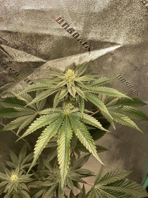 New Years Grow 2026. Week 11