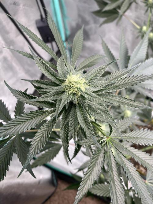New Years Grow 2026. Week 11