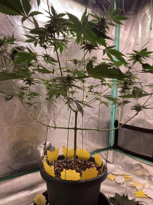 New Years Grow 2026. Week 11