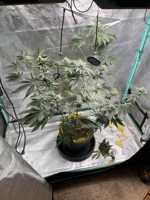 New Years Grow 2026. Week 12