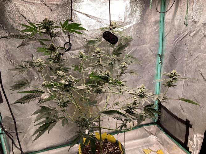 New Years Grow 2026. Week 12