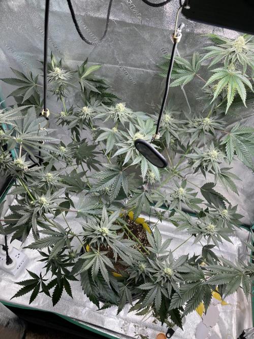 New Years Grow 2026. Week 12