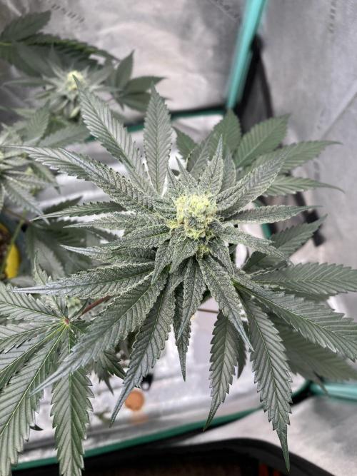 New Years Grow 2026. Week 12