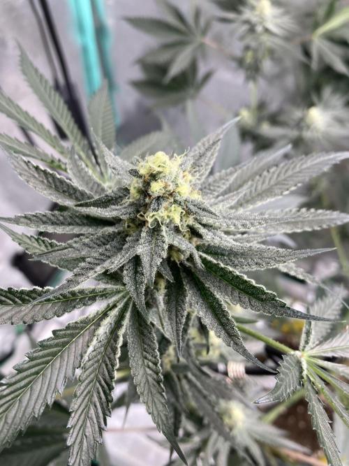 New Years Grow 2026. Week 12