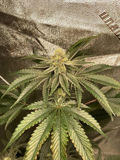 Peanut Butter Pie. Week 12