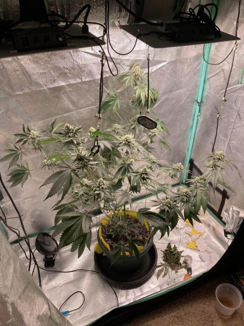 New Years Grow 2026. Week 13