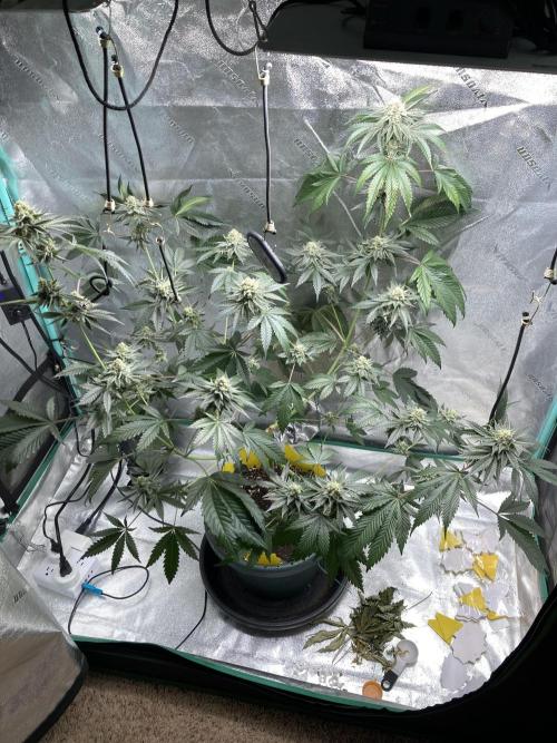 New Years Grow 2026. Week 13