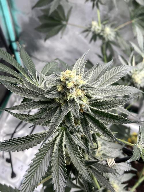 New Years Grow 2026. Week 13
