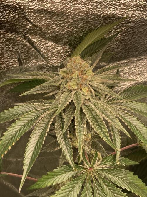 New Years Grow 2026. Week 13