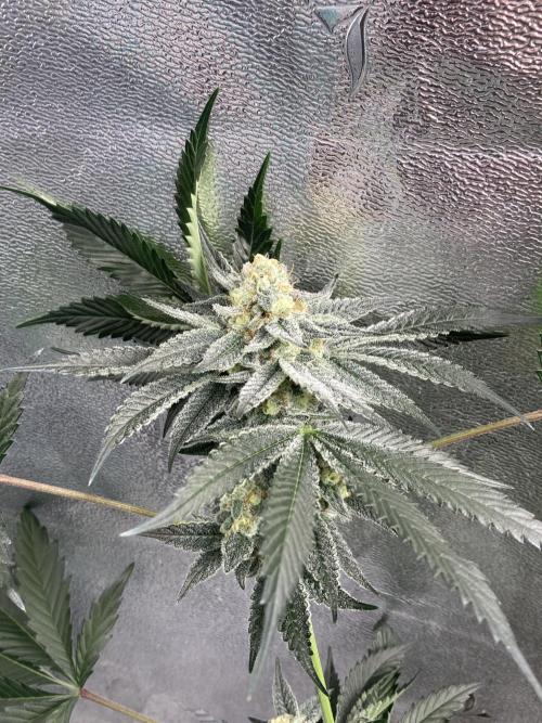 Peanut Butter Pie. Week 13