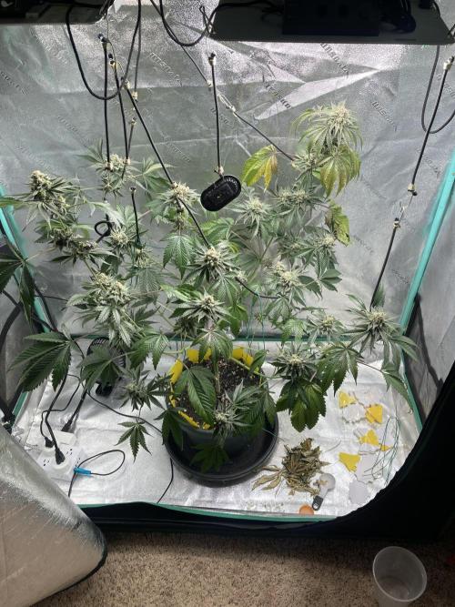 New Years Grow 2026. Week 14