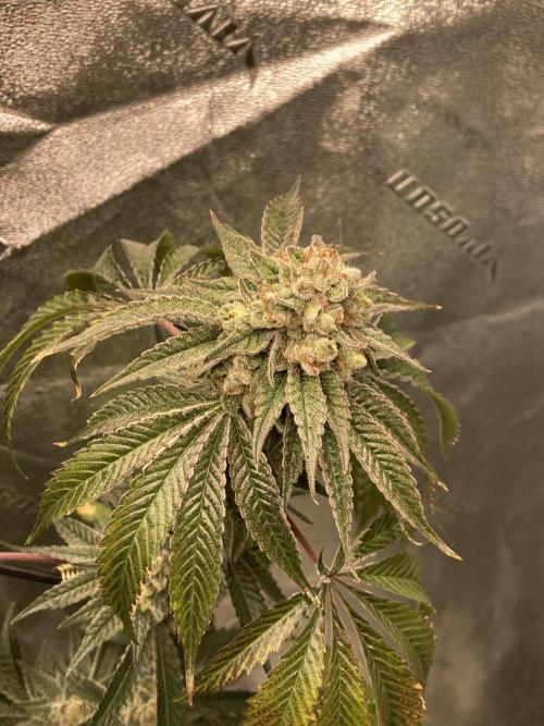 New Years Grow 2026. Week 14