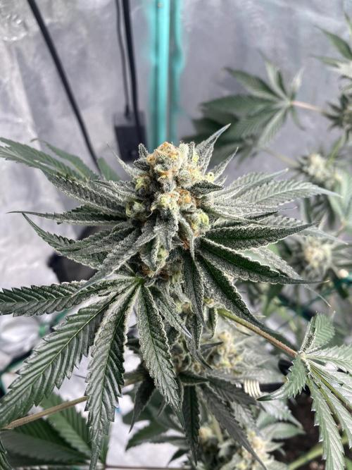 New Years Grow 2026. Week 14
