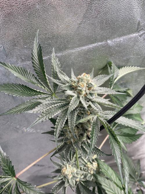 New Years Grow 2026. Week 14
