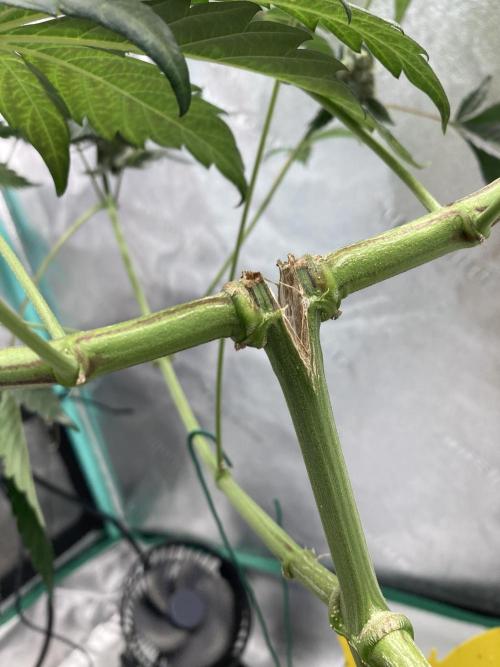 Peanut Butter Pie. Week 14