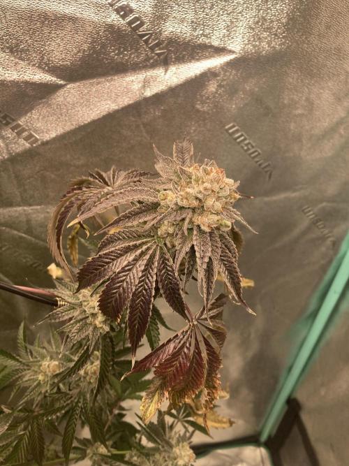 New Years Grow 2026. Week 15