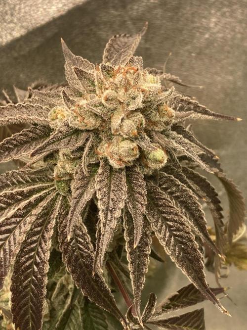 New Years Grow 2026. Week 15
