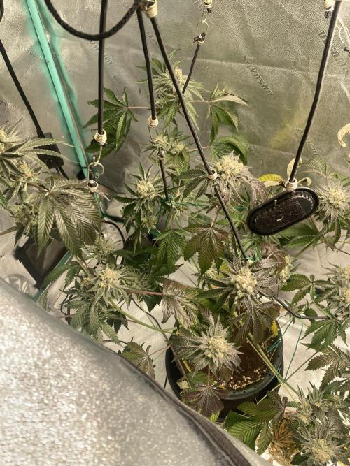 New Years Grow 2026. Week 15
