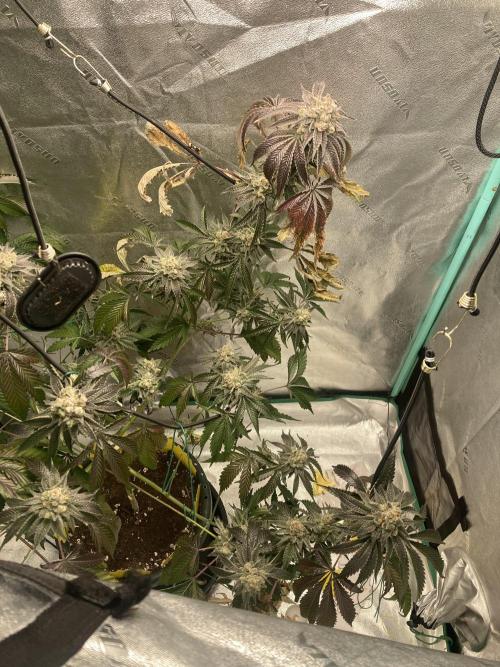 New Years Grow 2026. Week 15