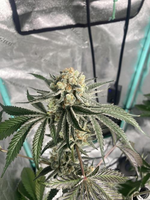 Peanut Butter Pie. Week 15