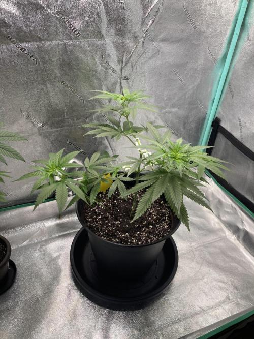 Banana Dance and Cereal Runtz?. Week 6