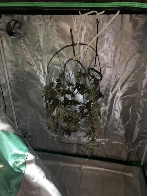Peanut Butter Pie. Week 16