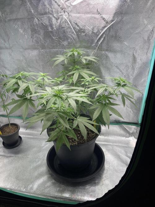 Banana Dance and Cereal Runtz?. Week 7