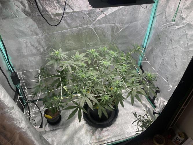 Banana Dance and Cereal Runtz?. Week 8